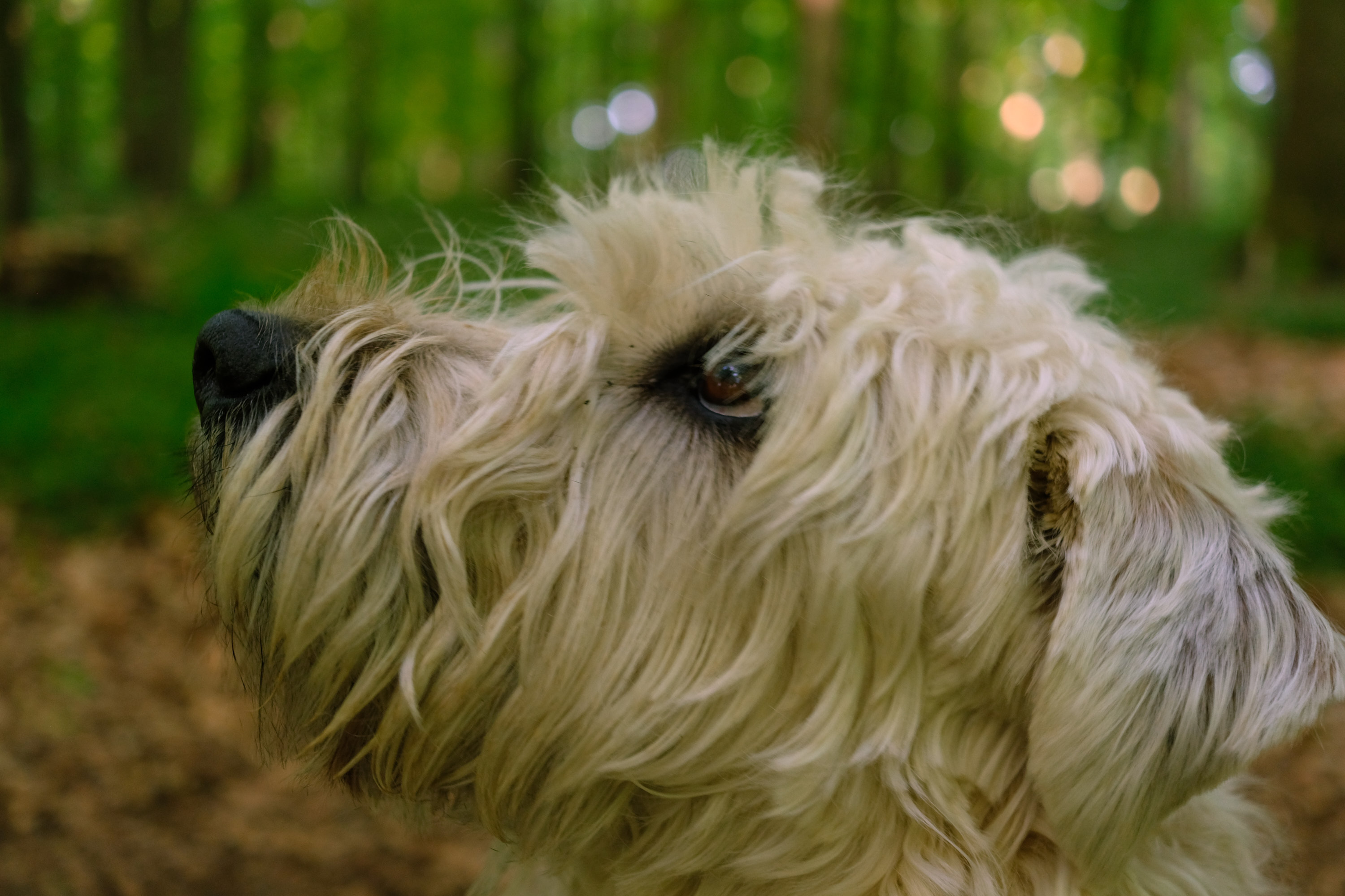 Milou der iagttager noget spændende i skyen, er der mon en fil på vej?