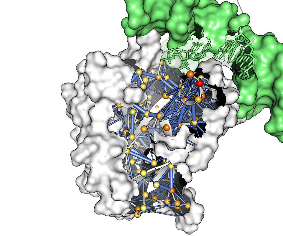 Extract from a simulation of the tumour suppressor gene p53 in complex with DNA using DeiC Throughput HPC